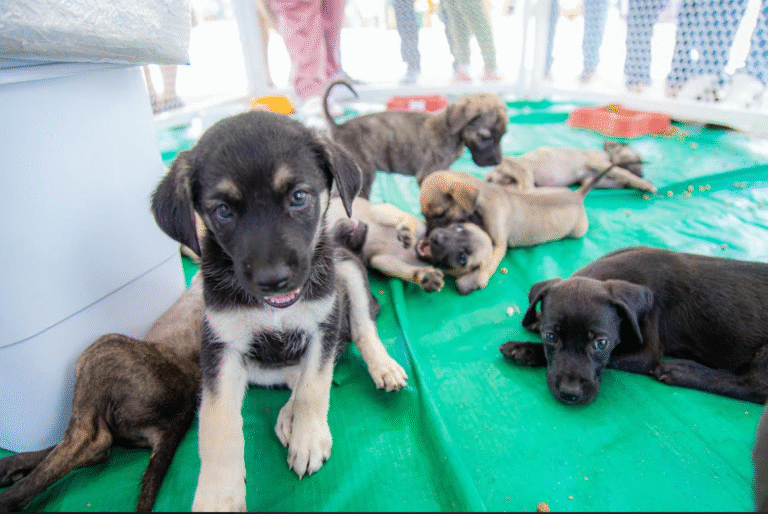 Adoção de Animais: Projeto “Meu Amigão” Acontece em Caruaru Adoção de Animais: Projeto “Meu Amigão” Acontece em Caruaru