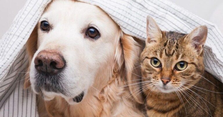 Caruaru (PE) Promove Feira de Adoção de Pets: Adote um Amigo e Mude uma Vida