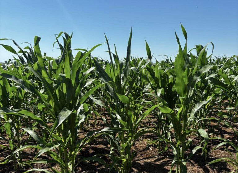 Chuvas e Calor: O Cenário Favorável para Milho e Soja em Alegrete