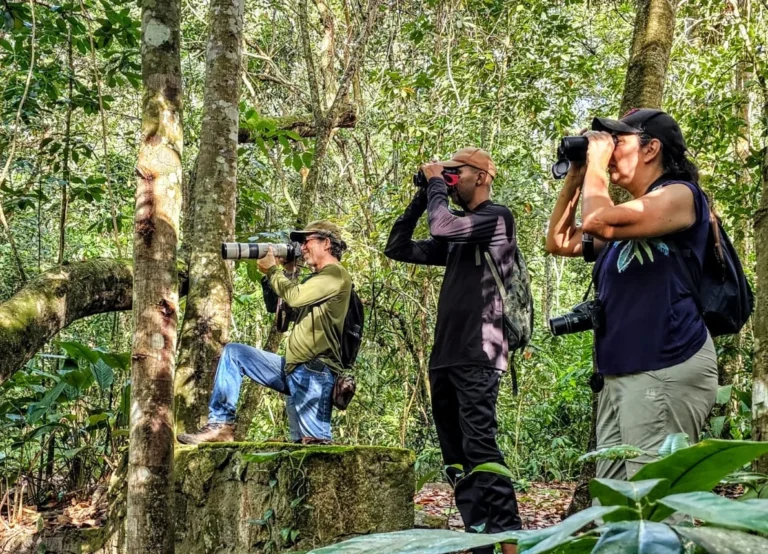 Pernambuco Investe em Turismo de Observação de Aves: Uma Nova Fronteira Econômica Pernambuco Investe em Turismo de Observação de Aves: Uma Nova Fronteira Econômica