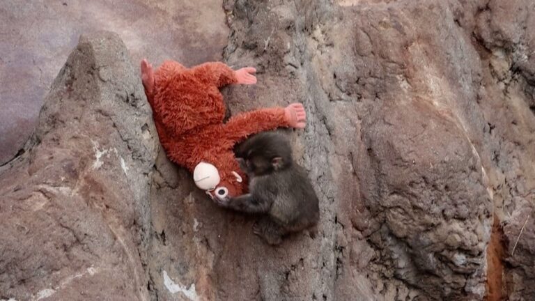 Desafio Visual: Encontre o Macaco Punch em Meio a Pelúcias Idênticas