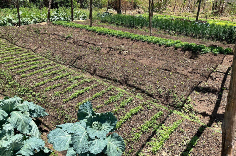 Pernambuco Recebe R$ 1,18 Bilhão em Crédito para Agricultura Familiar em 2025