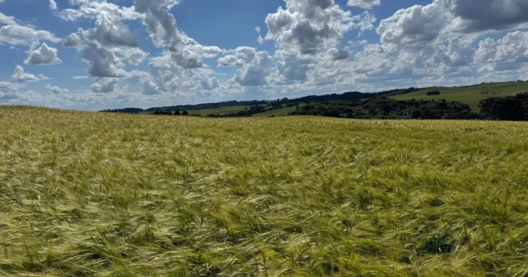 Ambev Lança Nova Política para Impulsionar Produção de Cevada no Sul do Brasil