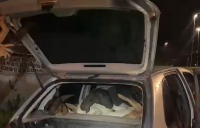 Caruaru: PRF Resgata 18 Bodes em Carro; Sete Morrem Sufocados em Situação Chocante