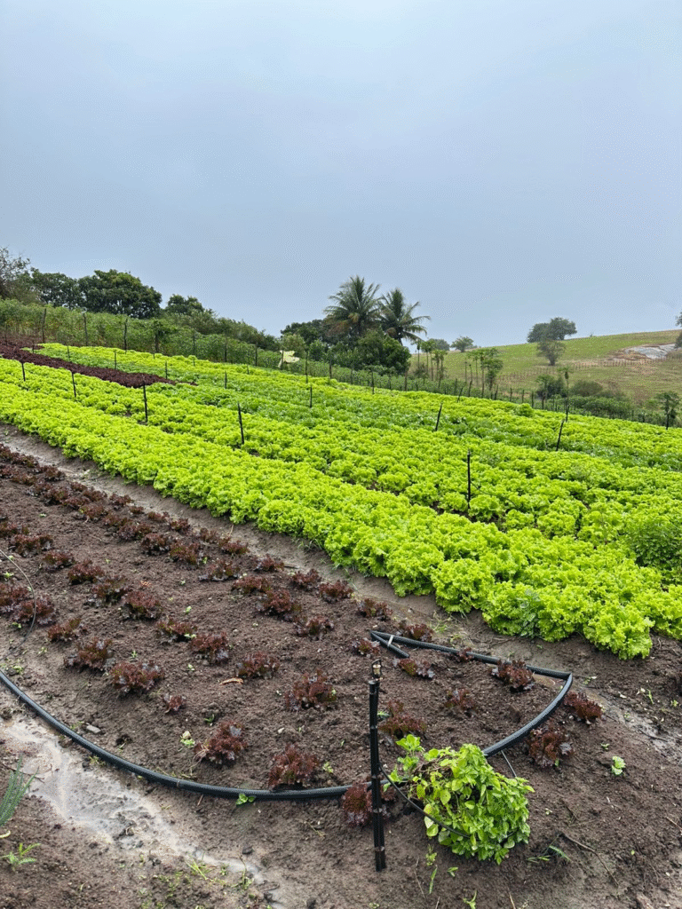 Crescimento das Agricultoras Familiares em Caruaru: Programa Garantia-Safra em Foco