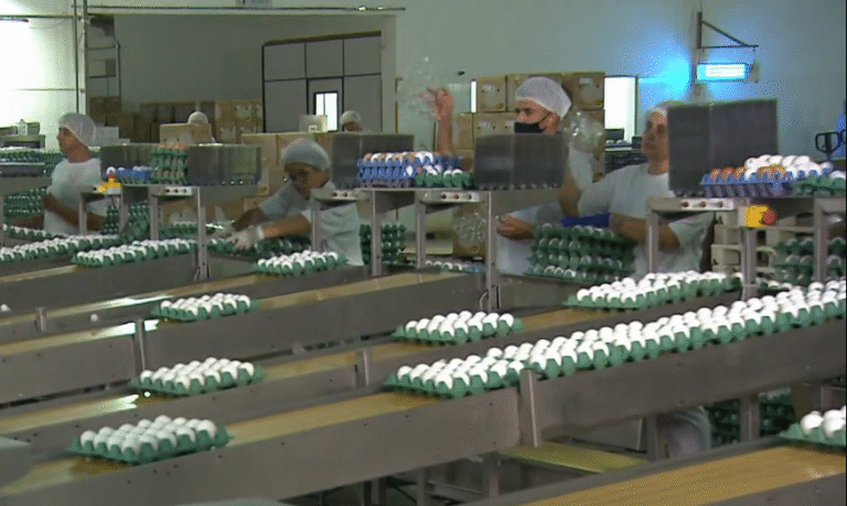 Pernambuco Começa a Exportar Ovos para a África: Oportunidade Inédita Pernambuco Começa a Exportar Ovos para a África: Oportunidade Inédita