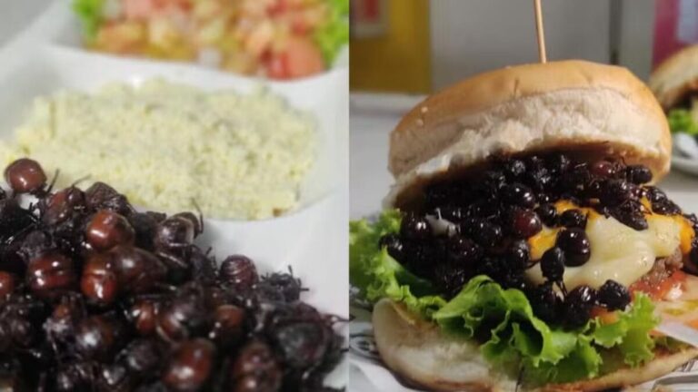 Tanajura: iguaria pernambucana se destaca e atinge preço de até R$ 300 por quilo