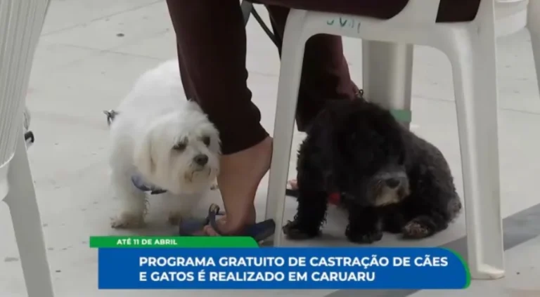 Castração Gratuita de Cães e Gatos em Caruaru: Iniciativa do Governo de Pernambuco