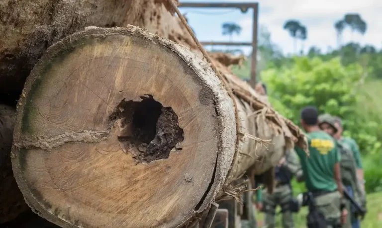 Desmatamento no Brasil: Vontade Política é Crucial para Soluções, Afirma Marina Rossi