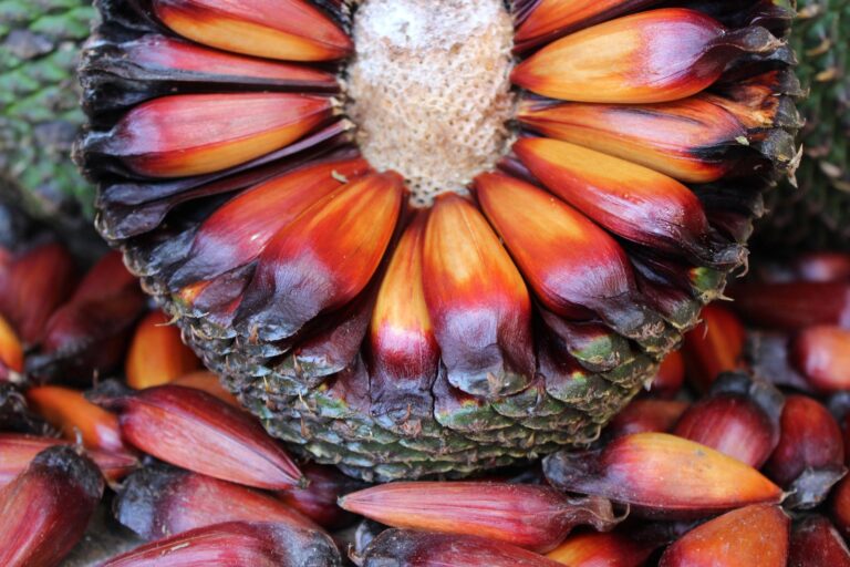 Pinhão: Da Tradição Indígena à Alta Gastronomia em Cunha – O Ouro da Serra Pinhão: Da Tradição Indígena à Alta Gastronomia em Cunha - O Ouro da Serra