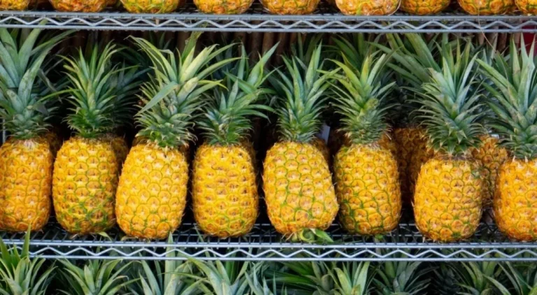 Pombos: O Destino do Abacaxi com 30% da Produção em Pernambuco