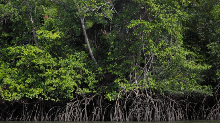 Carbono Azul: Entenda o Papel do Oceano na Mitigação das Mudanças Climáticas