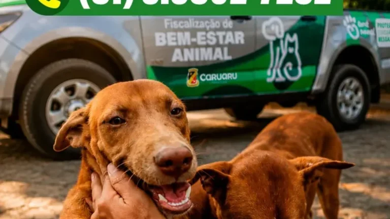 Prefeitura de Caruaru intensifica combate a maus-tratos com Disque-Denúncia